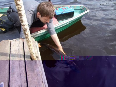 LID33.JPG
