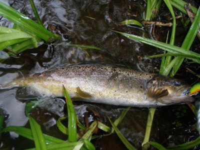 forel4.jpg