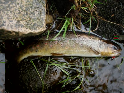 forel3.jpg