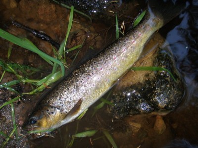 forel1.jpg