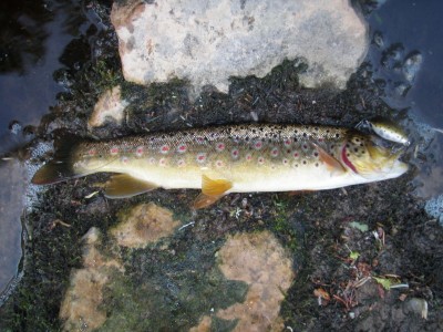 forel10.jpg