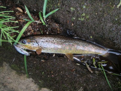 forel9.jpg