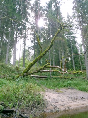 Дремучий лес.jpg
