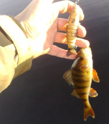 Agat Trout X-115