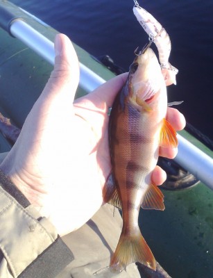 Agat Trout X-89
