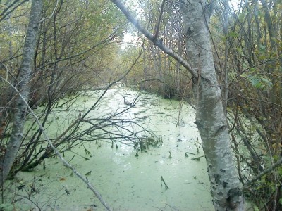 лебедёнок спрятался от всех в болото.