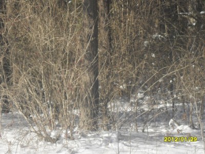 В 100 М ОТ БАНИ, НА ПОЛЯНЕ ПАСЛИСь 6 КОСУЛь. ПОКА ДОСТАЛИ ФОТИК, ПОКАЗАЛИ ОНИ НАМ ПОПЫ!!! НАЙДИ ПОПУ!!! :-)))