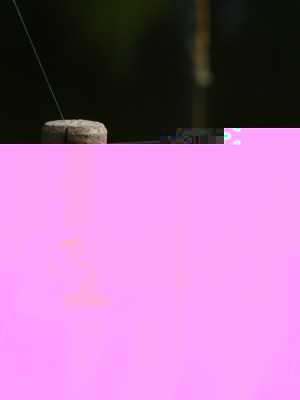 P1010422r.JPG