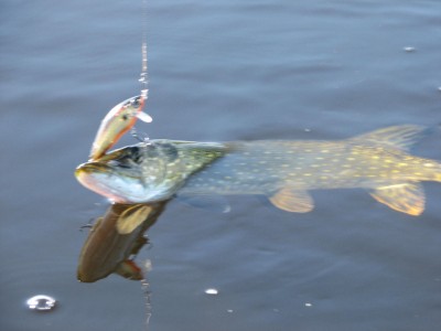 IMG_0010.JPG