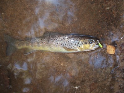 Trout 14.09.12 005.JPG