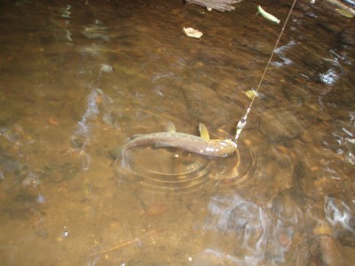 Trout 14.09.12 008.JPG