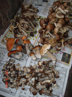 DSC08303_thumb.jpg