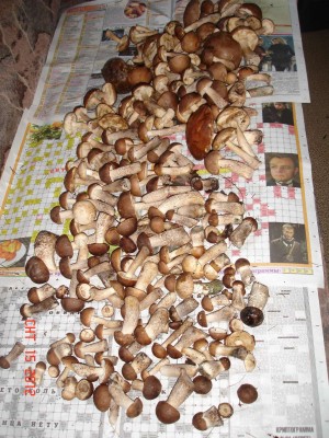 DSC08307_thumb.jpg