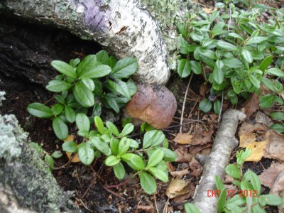 DSC08378_thumb.jpg