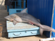shark_in_neva_3.png