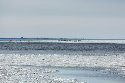 mols 001a.jpg