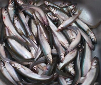 Корюшка 2.50 ls/ kg