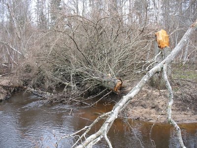 Валят и валят, валят и валят. И прямо сразу в воду, чтобы моченое дерево было для хевисинкингов.