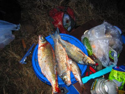 IMG_5622.JPG