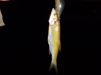 cto za fish.JPG