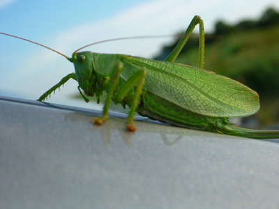 nazhivka.JPG