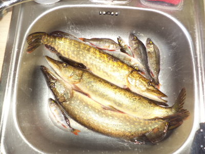 DSC00814.JPG