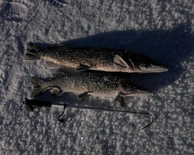 IMG0407A.jpg