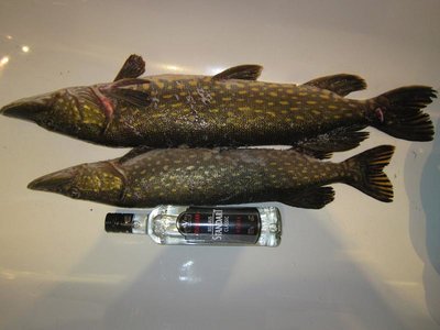 IMG_1974.jpg