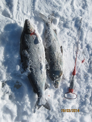 cижки.jpg