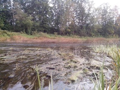 В прошлом году на этом перекате поймал своего первого голавля, закилошного.