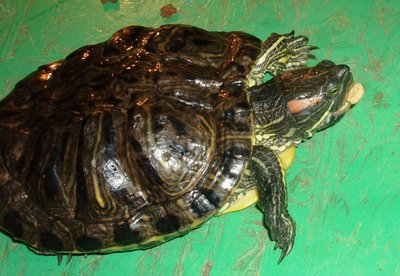 Trachemys scripta.JPG