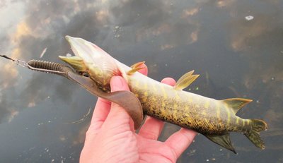 IMG_0008.JPG