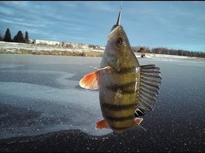 Ice fishing.jpg