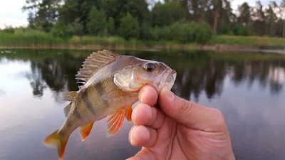 IMG_20160615_55415.jpg