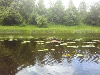 Горелая покрышка.