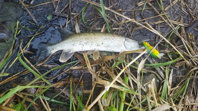 20180714_194534.jpg